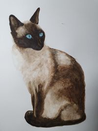 Siamese Cat