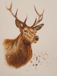 Stag