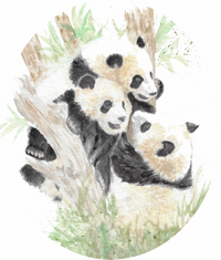 Pandas